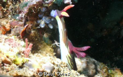A Nudibranch reaching for food...lovely! by Paul Ories 
